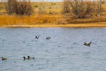 Flying Ducks with a lake and landscape 