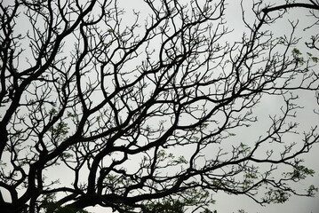 tree branches in the sky