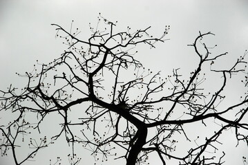tree branches in the sky
