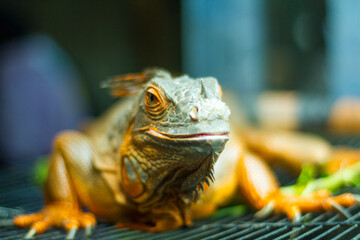 Green Iguana, iguana iguana, Adult Male standing on Branch
