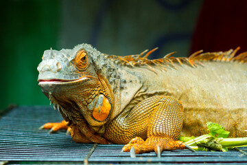 Green Iguana, iguana iguana, Adult Male standing on Branch

