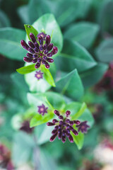 lonicera firecracker plant with magenta purple and yellow  flowers outdoor, close-up