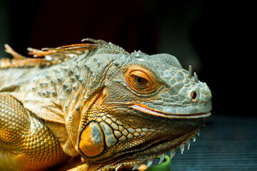 Green Iguana, iguana iguana, Adult Male standing on Branch
