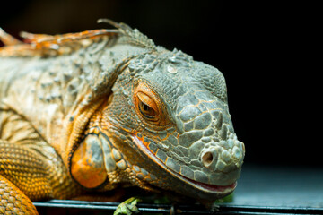 Green Iguana, iguana iguana, Adult Male standing on Branch
