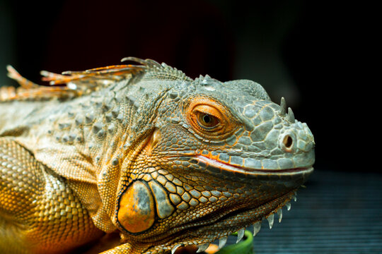 Green Iguana, iguana iguana, Adult Male standing on Branch
