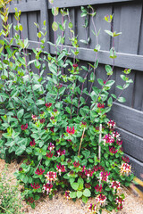 lonicera firecracker plant with magenta purple and yellow  flowers outdoor, close-up