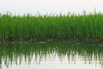 The path between rice plants before harvest during the day