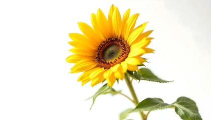 Fototapeta premium sunflower, single, blooming, isolated, white, background, highresolution, flower, nature, botanical, vibrant, yellow, petal, closeup, detailed, realistic, floral, elegant, bright, minimal, fresh,