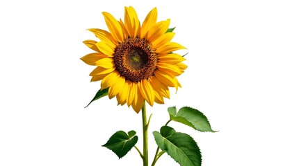 Fototapeta premium sunflower, single, blooming, isolated, white, background, highresolution, flower, nature, botanical, vibrant, yellow, petal, closeup, detailed, realistic, floral, elegant, bright, minimal, fresh,