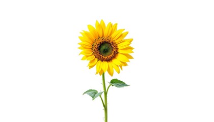 Obraz premium sunflower, single, blooming, isolated, white, background, highresolution, flower, nature, botanical, vibrant, yellow, petal, closeup, detailed, realistic, floral, elegant, bright, minimal, fresh,