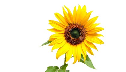 Naklejka premium sunflower, single, blooming, isolated, white, background, highresolution, flower, nature, botanical, vibrant, yellow, petal, closeup, detailed, realistic, floral, elegant, bright, minimal, fresh,