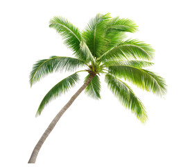 palm tree isolated on white transparent background. tropical tree with fresh green leaves, cutout png