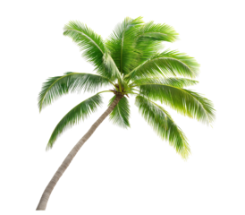 palm tree isolated on white transparent background. tropical tree with fresh green leaves, cutout png