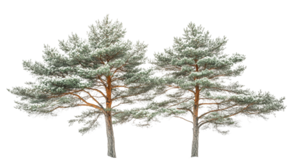 Lonely Christmas tree in snow-covered field with bare branches against white winter landscape