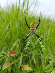 Portrait of a beautiful yellow patterned spider among the leaves 