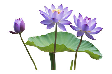 Violet Lotus flower on isolated, watercolor illustration, flora hand drawing, autumn flowers, Generative AI