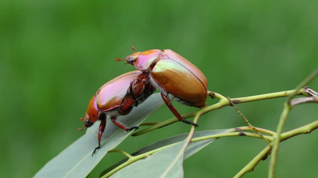 Australian Christmas Beetles on gum leaves