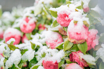 大雪の日の椿