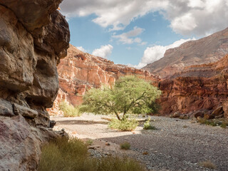 Lonely  tree grows between mountains in Red Canyon Nature Reserve near Eilat city in southern Israel