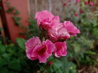 Fototapeta premium rainbow knock out rose in the garden