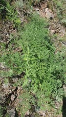 Incredible beauty of nature, mountains, river, figured stones, beautiful landscape and scenery with green grass