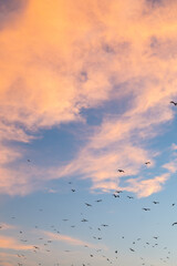 seagulls on the beach