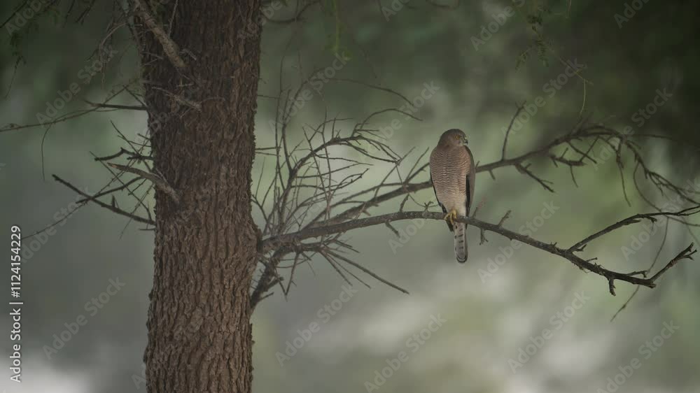 Poster shikra bird rests on a slender, leafless branch of a large tree. the background is blurred, suggesti