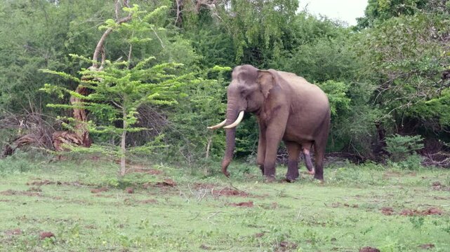 Majestic Tusker elephant walking gracefully at Yala National Park, Sri Lanka