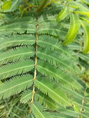 Fresh mimosa leaves in the morning