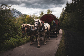 horse and carriage