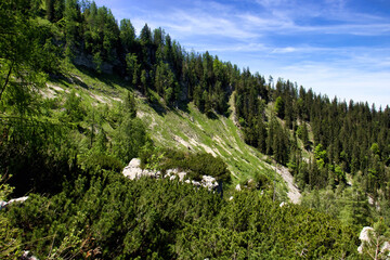 Side of a hill with green trees on a spring day near the Eagle's Nest in the Bavarian Alps of Germany.