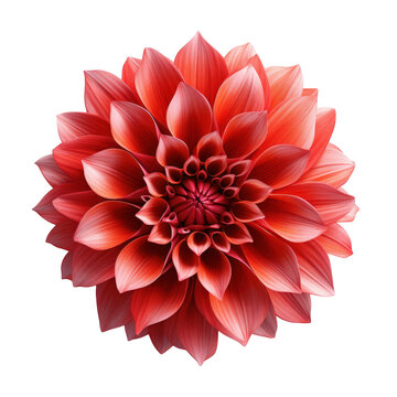 recommend clip art: red dahlia flower on isolated background