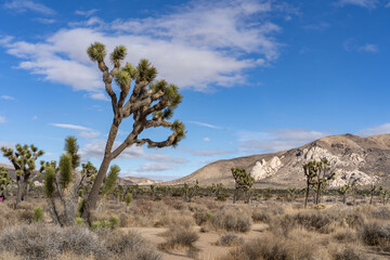 Yucca brevifolia (Joshua tree, yucca palm, tree yucca, and palm tree yucca)，Cap Rock Nature Trail,  Joshua Tree National Park, California. Weathered Granitic Rocks. White Tank Quartz Monzonite. 