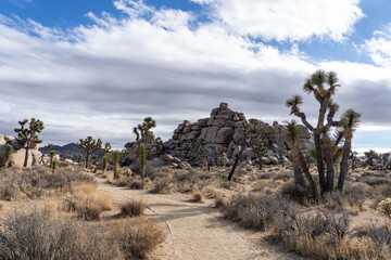 Yucca brevifolia (Joshua tree, yucca palm, tree yucca, and palm tree yucca)，Cap Rock Nature...