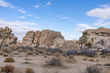 Yucca brevifolia (Joshua tree, yucca palm, tree yucca, and palm tree yucca)，Cap Rock Nature...