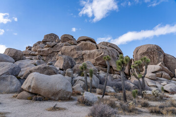 Yucca brevifolia (Joshua tree, yucca palm, tree yucca, and palm tree yucca)，Cap Rock Nature...
