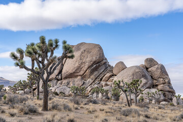 Yucca brevifolia (Joshua tree, yucca palm, tree yucca, and palm tree yucca)，Cap Rock Nature Trail,  Joshua Tree National Park, California. Weathered Granitic Rocks. White Tank Quartz Monzonite. 
