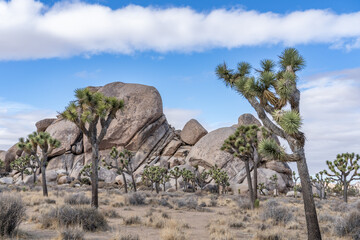 Yucca brevifolia (Joshua tree, yucca palm, tree yucca, and palm tree yucca)，Cap Rock Nature Trail,  Joshua Tree National Park, California. Weathered Granitic Rocks. White Tank Quartz Monzonite. 