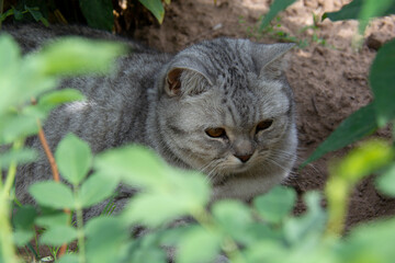 A gray British cat lies on the ground and looks thoughtfully to the side