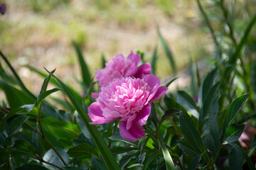 Beautiful pink peony against a background of green leaves in the summer garden