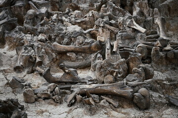 Bones exhibition in the Kostenki Archaeological Museum