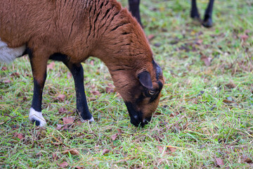 Flock of sheep grazing on meadow near the Swiss Airport Zürich Kloten on an autumn day. Photo taken December 8th, 2024, Zurich, Switzerland.