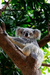 Koala resting on a tree branch surrounded by lush green leaves in its natural habitat.