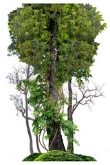 Fototapeta premium The tree has vines that wrap around it and there is also a dead tree, dry tree isolated on white background with clipping paths.