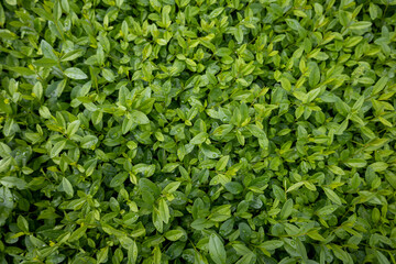Hedge bush close-up. Green leaves in dew