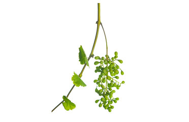 Vine branch and unripe blue grapes on white background