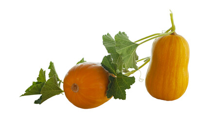 with yellow pumpkin leaves © PX