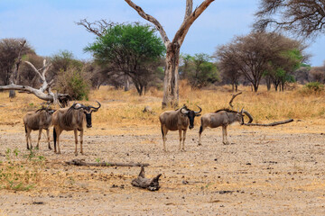 Herd of blue wildebeest (Connochaetes taurinus) in Tarangire National Park, Tanzania