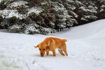 Cute labrador retriever dog in coniferous forest at winter