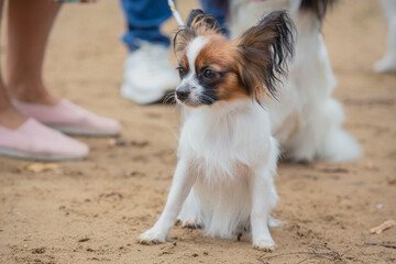 Portrait of a purebred Papillon dog on a walk in the park